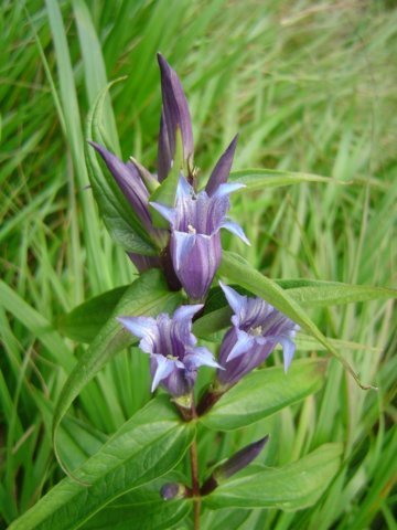 photo37.jpg