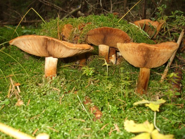 photo021.jpg